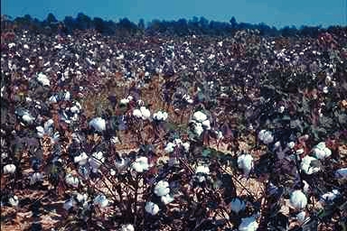 Alabama Cotton Fields 